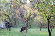 Vanzare teren intravilan in Breaza