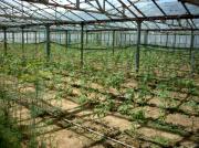 Vanzare HALA depozitare/productie in Filipestii de Padure/Prahova