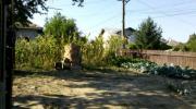 Vanzare teren intravilan 600 mp in Bucov