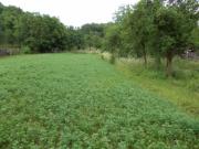 Vanzare/schimb teren intravilan in Valenii de Munte