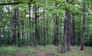 Vanzare padure 214 ha de folosinta forestiera Prahova